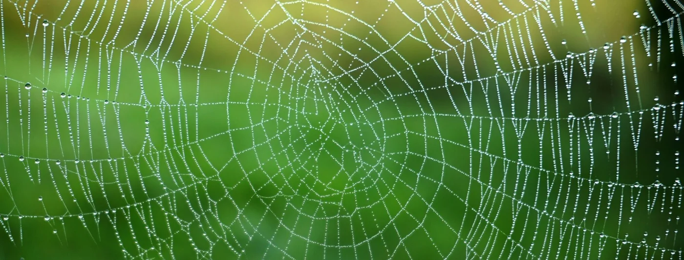 Harmatcseppek egy finom pókhálón – a meglévő nichter.hu fotója.